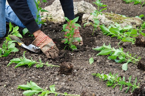 Horticultural expert reviewing plant health during a site visit